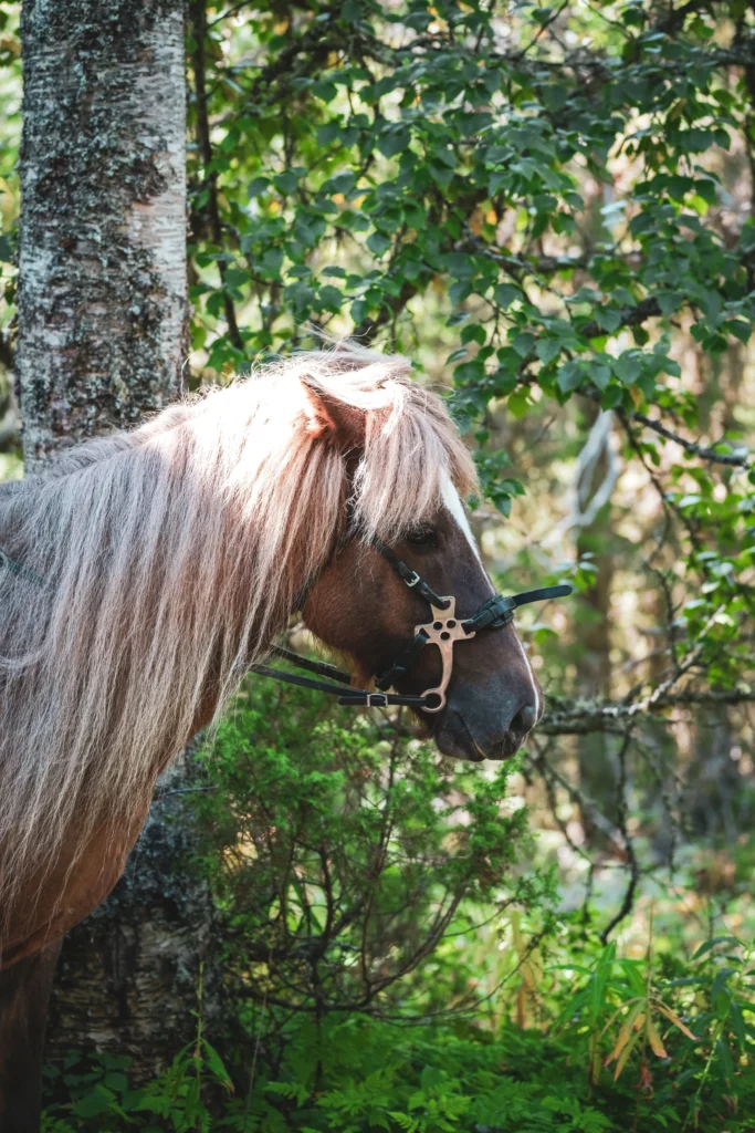närbild häst Funäsdalen